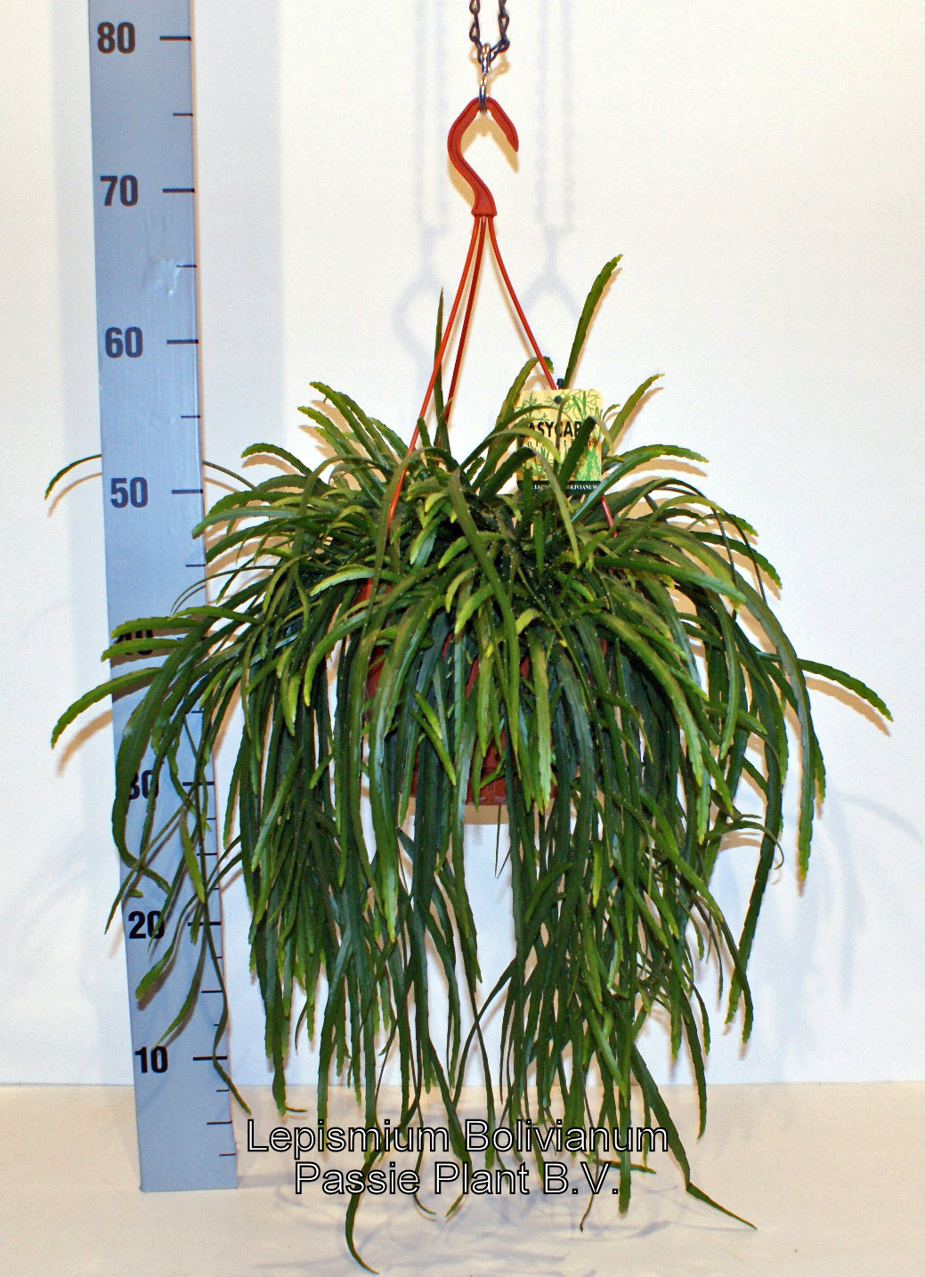 Lepismium Bolivianum » Passieplant.nl