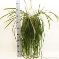 Lepismium Bolivianum 21cm hangpot EC ML