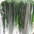 Rhipsalis