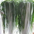 Rhipsalis