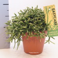 Rhipsalis Burchellii 12cm pot EC ML