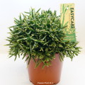 Rhipsalis Burchellii 17cm pot EC