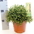 Rhipsalis Burchellii 17cm pot EC ML