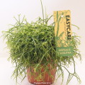 Rhipsalis Cassutha 12cm pot EC