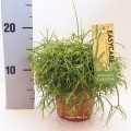 Rhipsalis Cassutha 12cm pot EC ML