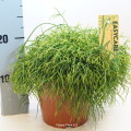 `Rhipsalis Cassutha 17cm pot EC ML