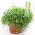 Rhipsalis Cassutha 17cm pot EC.