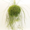 Rhipsalis Cassutha 21cm hangpot EC