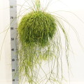 Rhipsalis Cassutha 21cm hangpot EC ML