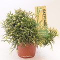 Rhipsalis Clavata 12cm pot EC