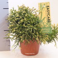 Rhipsalis Clavata 12cm pot EC ML