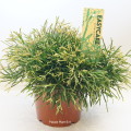 Rhipsalis Clavata 17cm pot EC