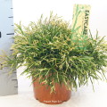 Rhipsalis Clavata 17cm pot EC ML