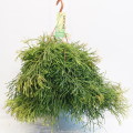 Rhipsalis Clavata 21cm hangpot EC