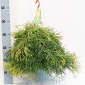 Rhipsalis Clavata 21cm hangpot EC ML