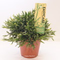 Rhipsalis Ewaldiana 12cm pot EC