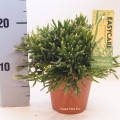 Rhipsalis Ewaldiana 12cm pot EC ML