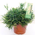 Rhipsalis Ewaldiana 17cm pot EC