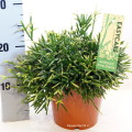 Rhipsalis Ewaldiana 17cm pot EC ML