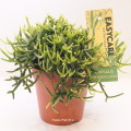 Rhipsalis Heteroclada 12cm pot EC