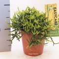 Rhipsalis Heteroclada 12cm pot EC ML