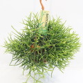 Rhipsalis Heteroclada 14cm hangpot EC