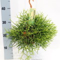 Rhipsalis Heteroclada 14cm hangpot EC ML