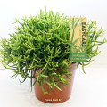 Rhipsalis Heteroclada 17cm pot EC