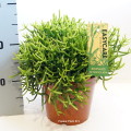 Rhipsalis Heteroclada 17cm pot EC ML