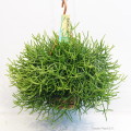 Rhipsalis Heteroclada 21cm hangpot EC