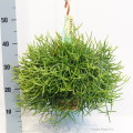 Rhipsalis Heteroclada 21cm hangpot EC ML