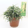 Rhipsalis Pilocarpa 12cm pot EC