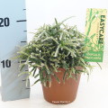 Rhipsalis Pilocarpa 12cm pot EC ML