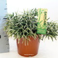 Rhipsalis Pilocarpa 17cm pot EC ML