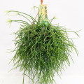 Rhipsalis Pulchra 14cm hangpot EC