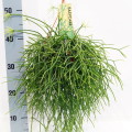 Rhipsalis Pulchra 14cm hangpot EC ML