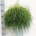 Rhipsalis Pulchra 21cm hangpot EC ML