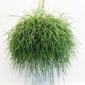 Rhipsalis Pulchra 21cm hangpot EC.