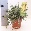 Rhipsalis baccifera 'Horrida' 12cm pot EC ML