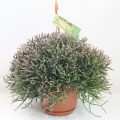 Rhipsalis Burchellii