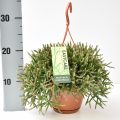 Rhipsalis Burchellii