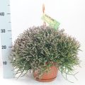 Rhipsalis Burchellii