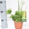 Rhipsalis Cereuscula 12 cm pot met meetlat