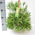 Rhipsalis Ewaldiana 14 cm meetlat