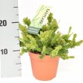 Rhipsalis Mesembrianthemoides 12 cm met meetlat