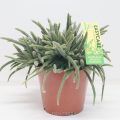 Rhipsalis Horrida 12cm