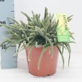 Rhipsalis Horrida 12cm meetlat