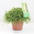 Rhipsalis Oasis 12 cm