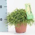 Rhipsalis Oasis 12 cm meetlat