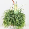 Rhipsalis Oasis 14 cm